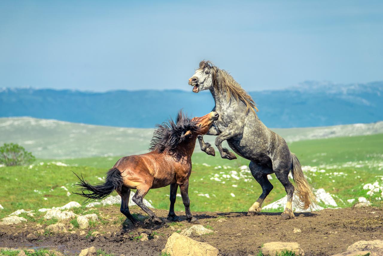 Read more about the article ليفنو: مدينة التاريخ والجمال الطبيعي وموطن الخيول البرية